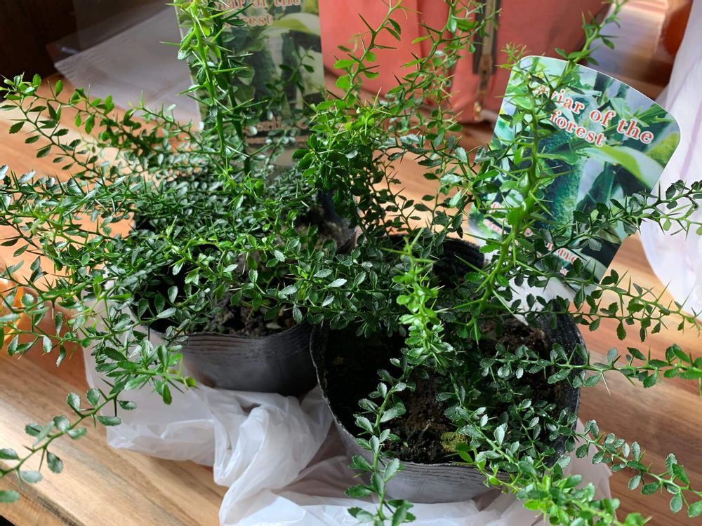 フィンガーライムの苗の画像