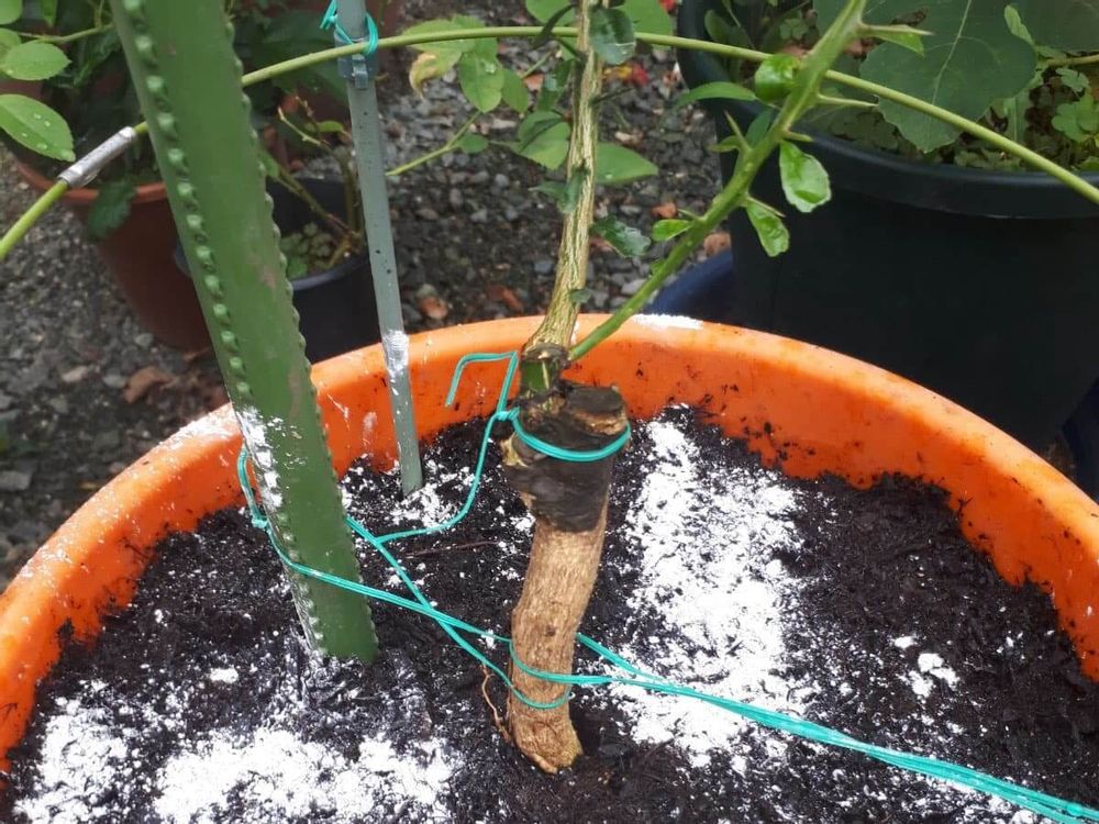 フィンガーライムの接ぎ木の画像