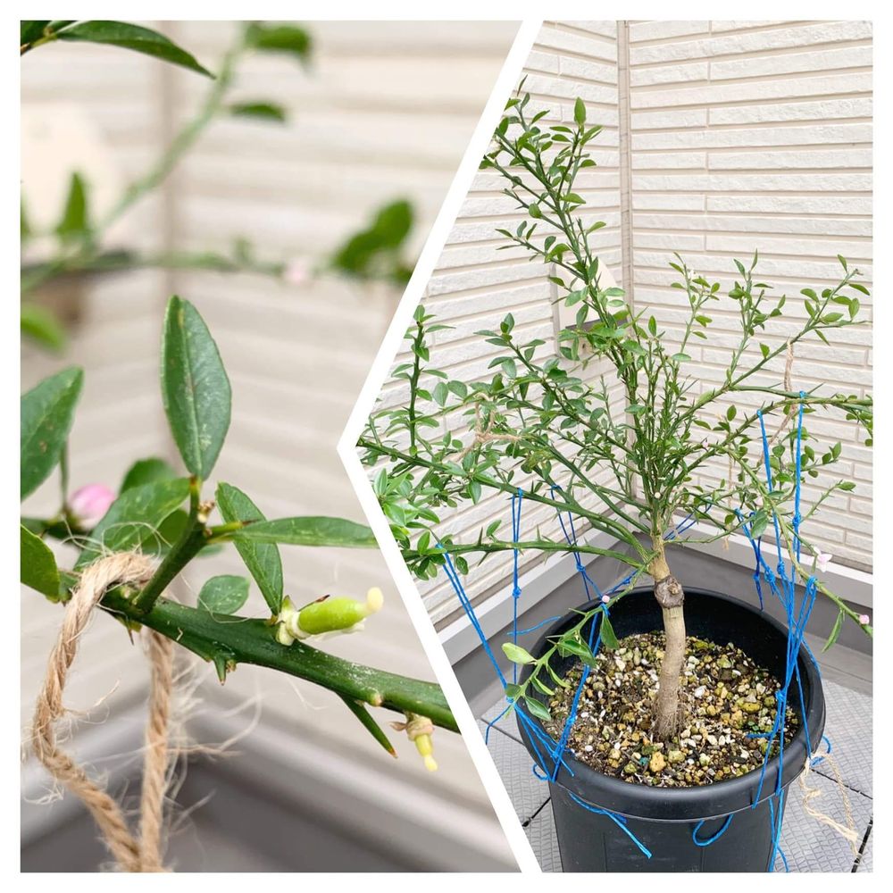 フィンガーライムの固定の画像