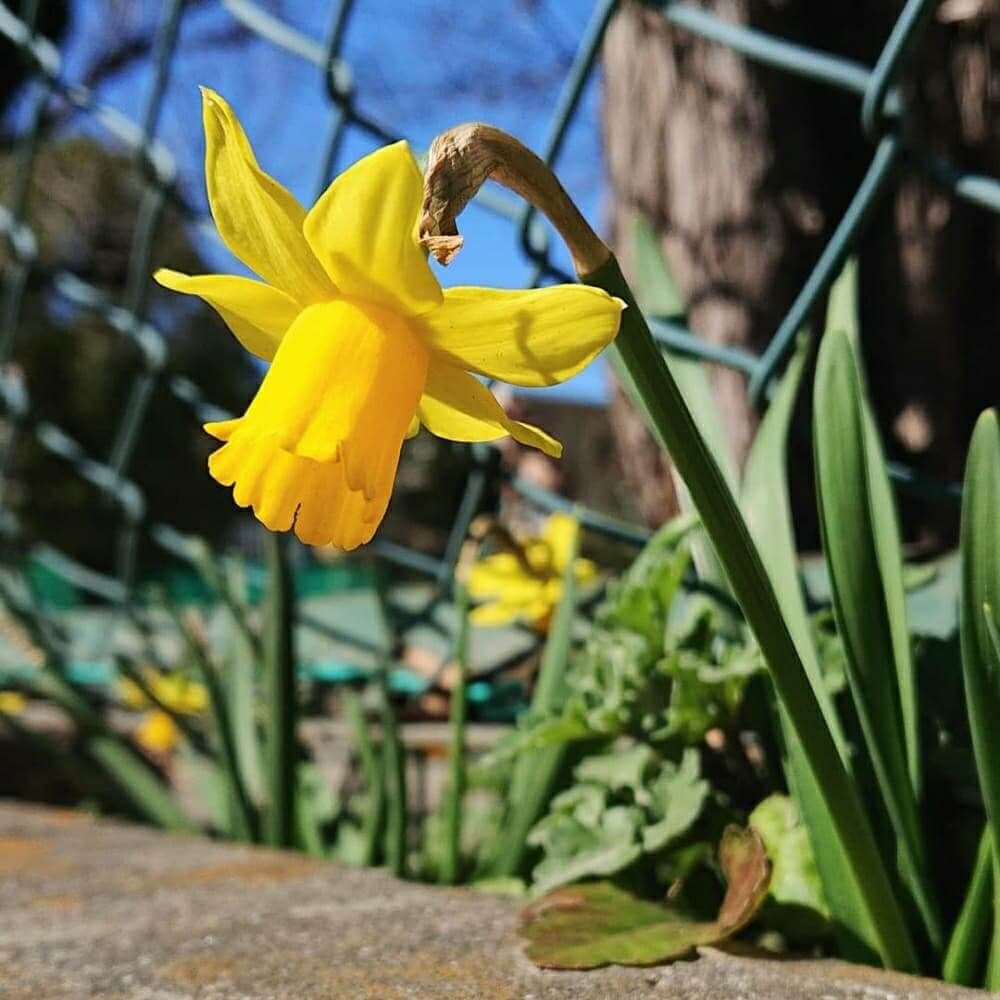 ラッパズイセン(タマラ)の画像