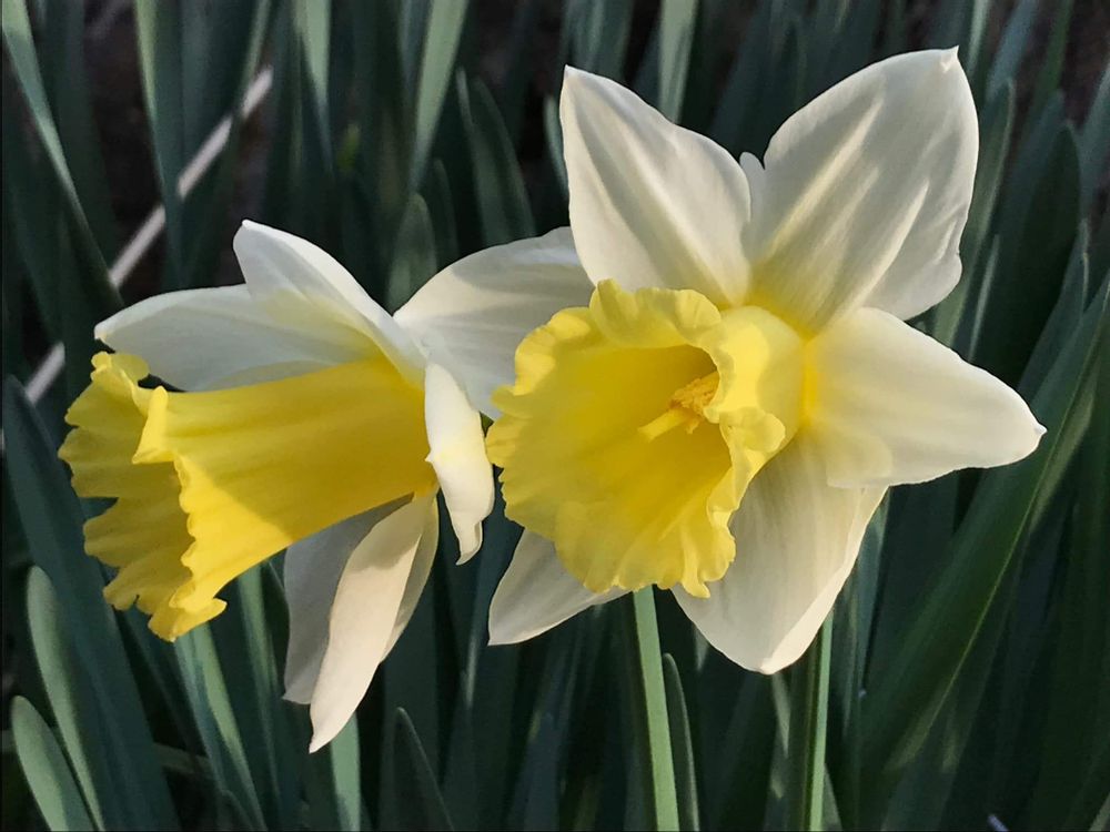 副花房が黄色のラッパズイセンの画像