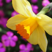 ラッパズイセン(喇叭水仙)の花言葉｜色別の意味や種類は？の画像