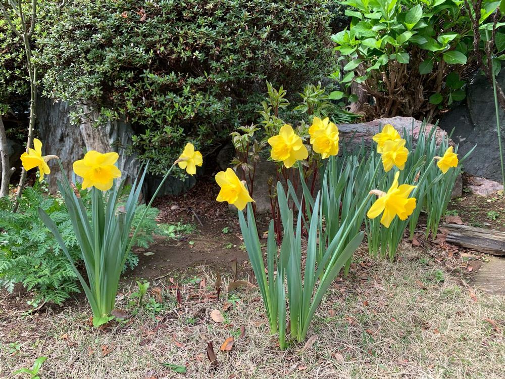 庭に咲くラッパズイセンの画像