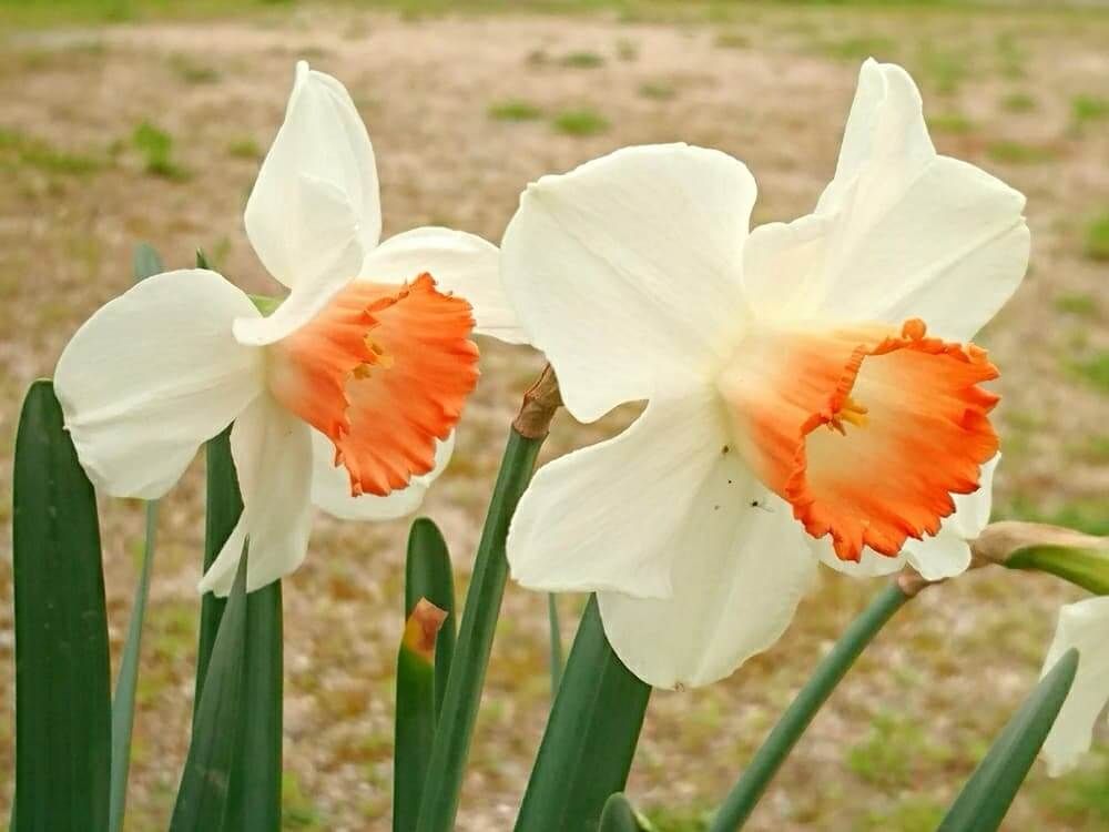 ピンクのラッパズイセンの画像