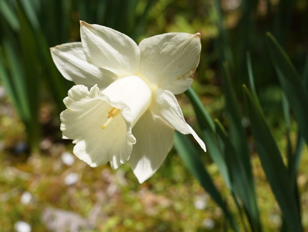 白いラッパズイセンの画像