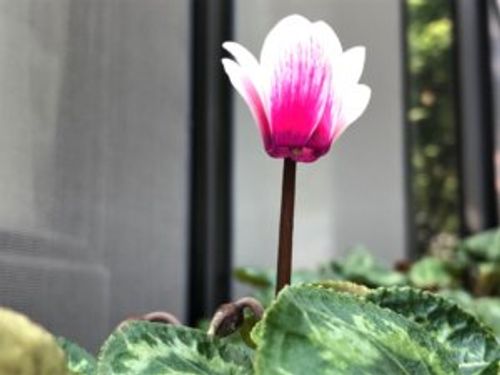 シクラメンの肥料 与える時期や方法 おすすめの種類は Greensnap グリーンスナップ