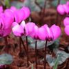 シクラメンの肥料｜与える時期や方法、おすすめの種類は？の画像