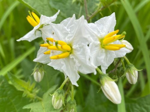 ワルナスビとは 花言葉や時期 似た花や特徴は Greensnap グリーンスナップ