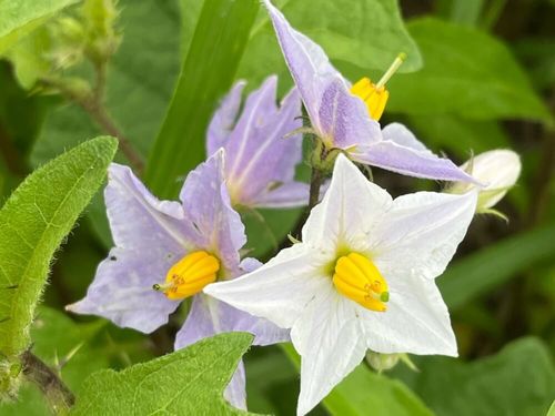 ワルナスビとは 花言葉や時期 似た花や特徴は Greensnap グリーンスナップ ワルナスビとは 花言葉や時期 似た花や特徴は Greensnap グリーンスナップ