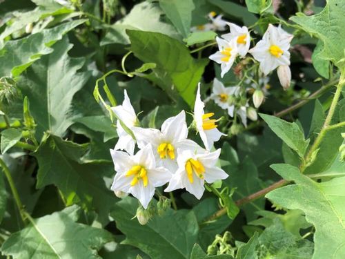 ワルナスビとは 花言葉や時期 似た花や特徴は Greensnap グリーンスナップ ワルナスビとは 花言葉や時期 似た花や特徴は Greensnap グリーンスナップ