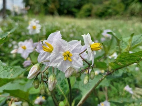 ワルナスビとは 花言葉や時期 似た花や特徴は Greensnap グリーンスナップ