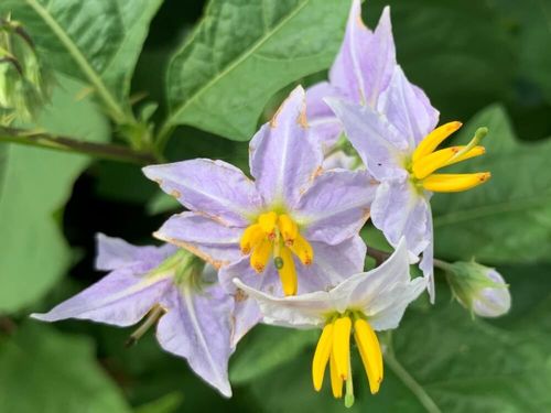 ワルナスビとは 花言葉や時期 似た花や特徴は Greensnap グリーンスナップ ワルナスビとは 花言葉や時期 似た花や特徴は Greensnap グリーンスナップ