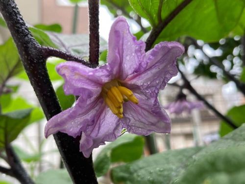 ワルナスビとは 花言葉や時期 似た花や特徴は Greensnap グリーンスナップ ワルナスビとは 花言葉や時期 似た花や特徴は Greensnap グリーンスナップ