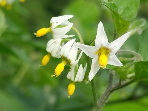 ワルナスビとは 花言葉や時期 似た花や特徴は Greensnap グリーンスナップ ワルナスビとは 花言葉や時期 似た花や特徴は Greensnap グリーンスナップ