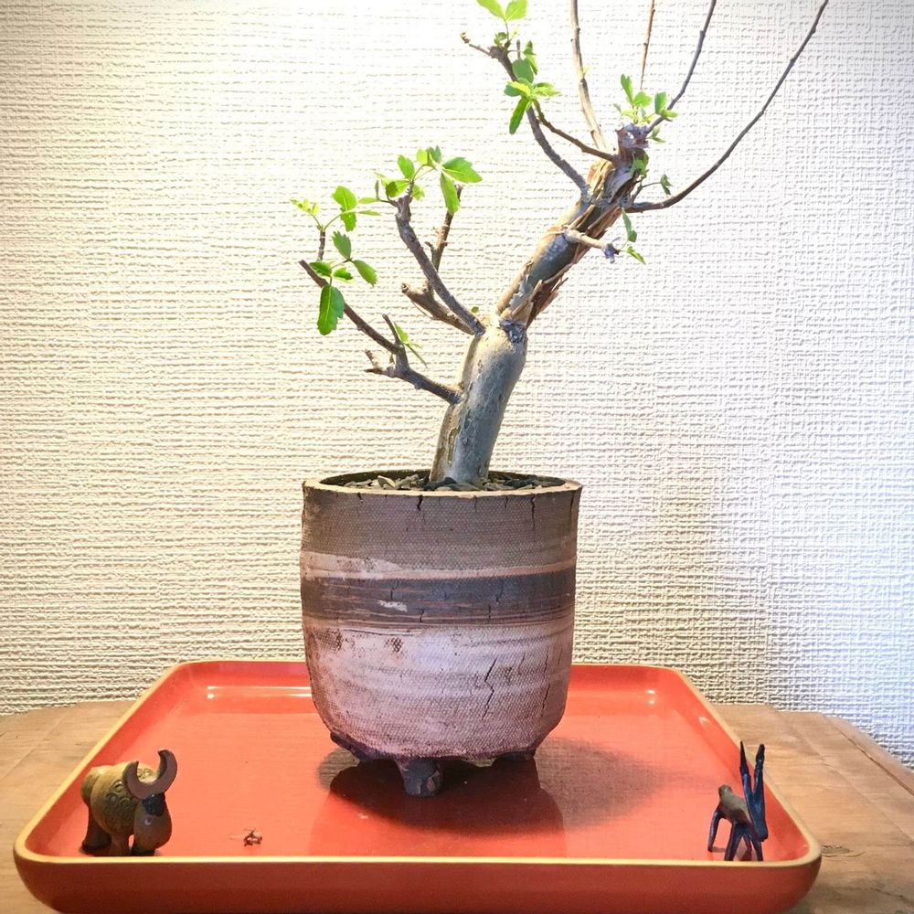 信楽焼の鉢の画像