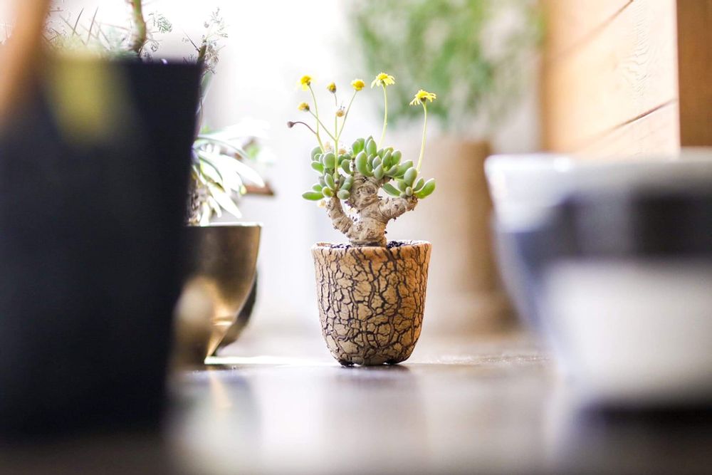 マーブル模様の鉢の画像