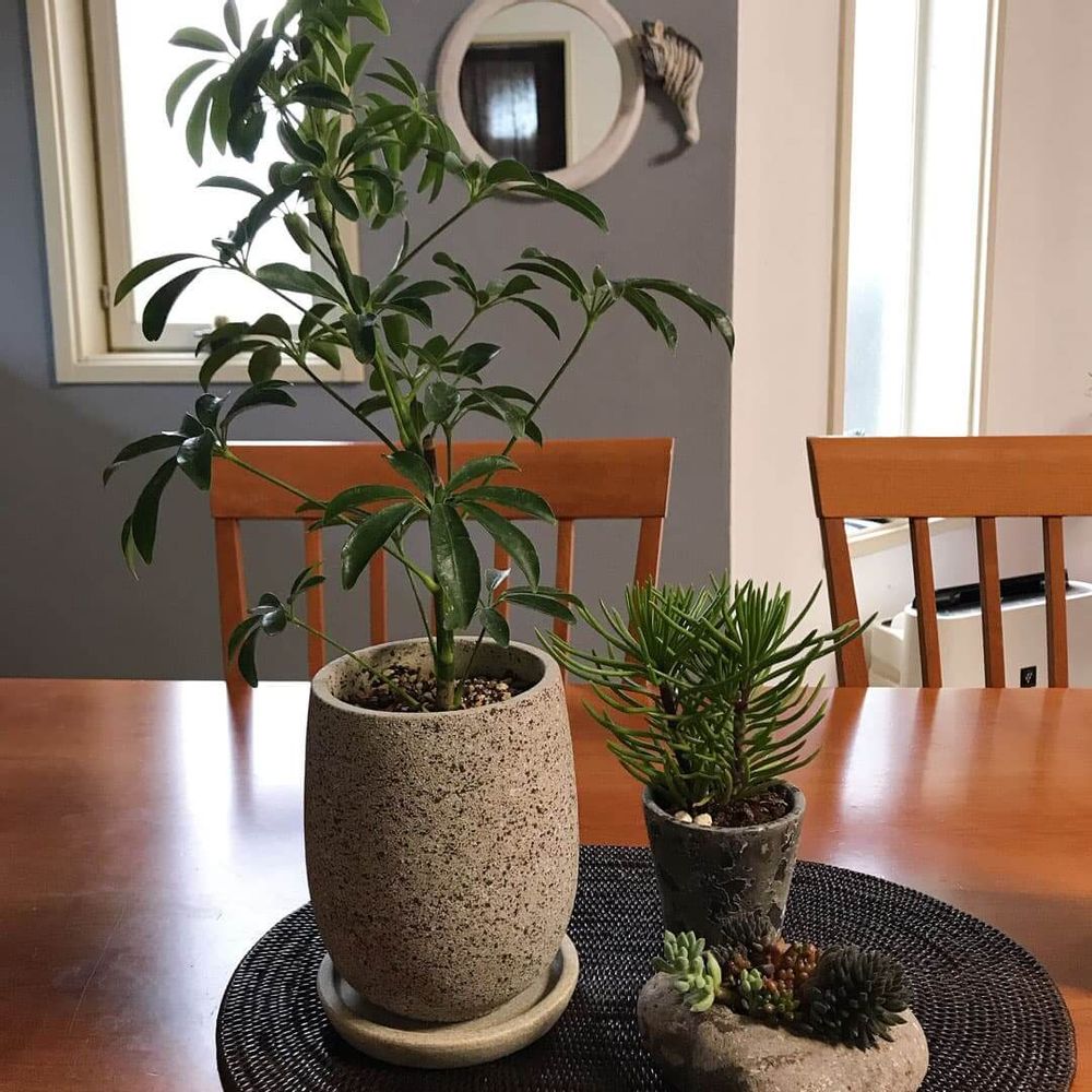 シックな鉢の画像