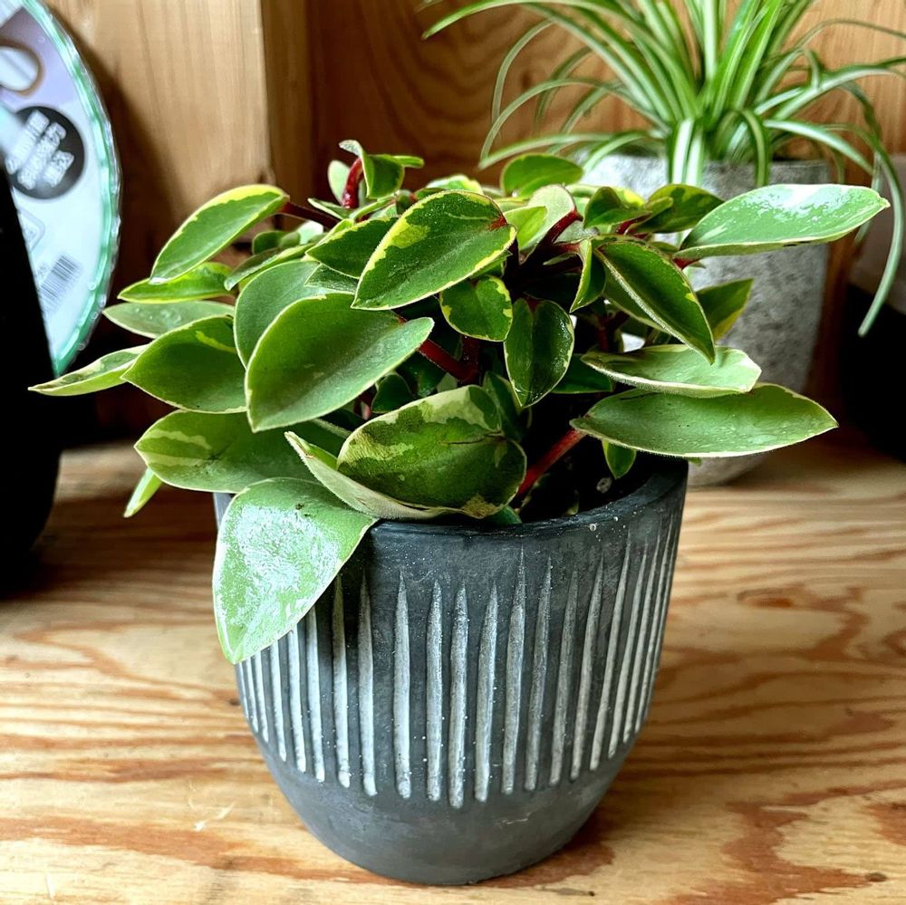 縦筋模様の鉢の画像