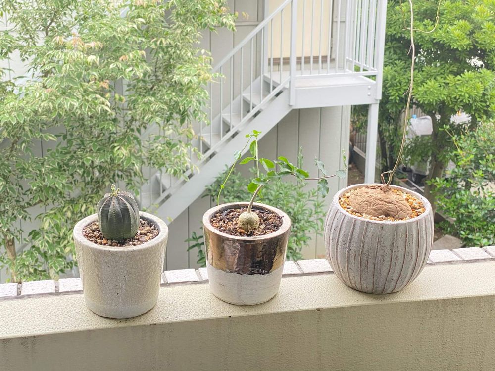 グレージュの鉢が並んだ画像