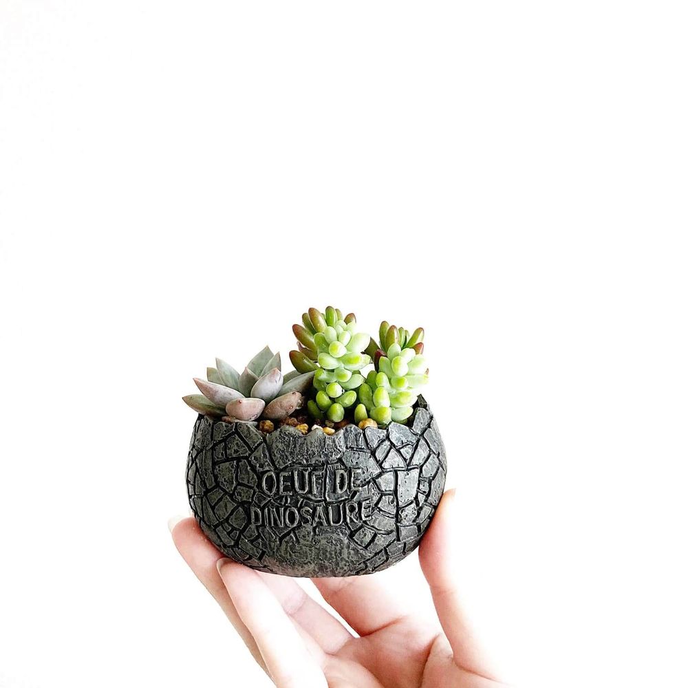 恐竜の卵型の鉢の画像