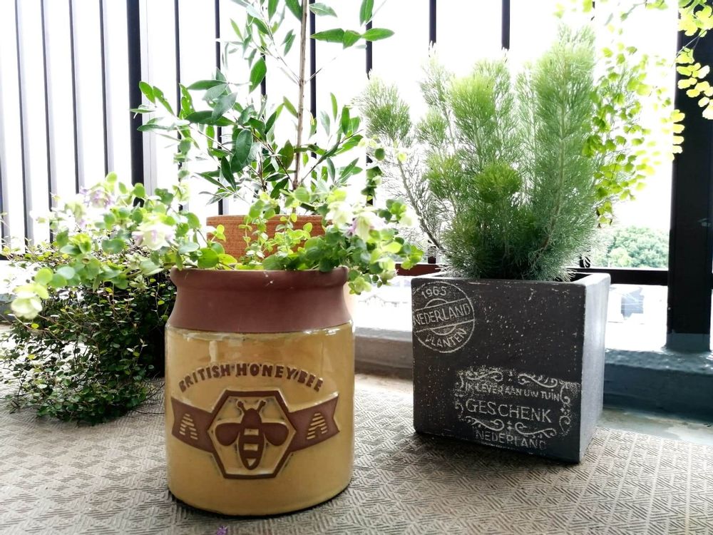 はちみつ瓶型の鉢の画像