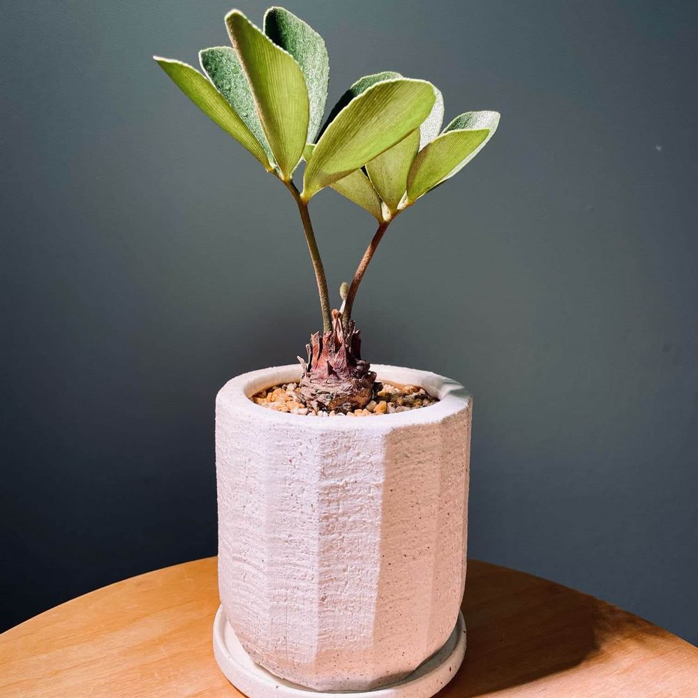 石材のような鉢の画像