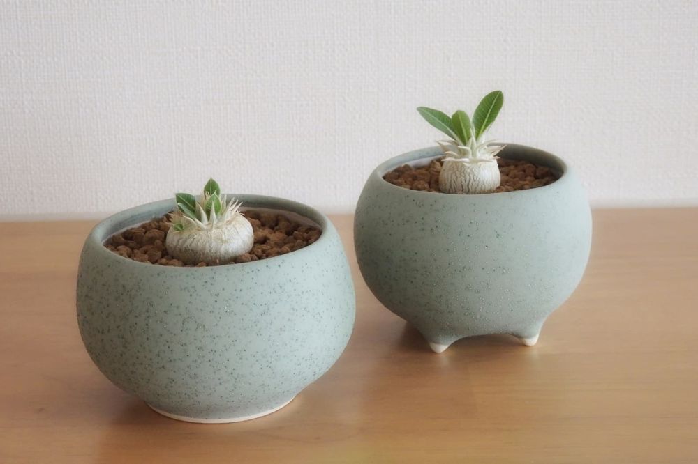 ころんとした鉢の画像