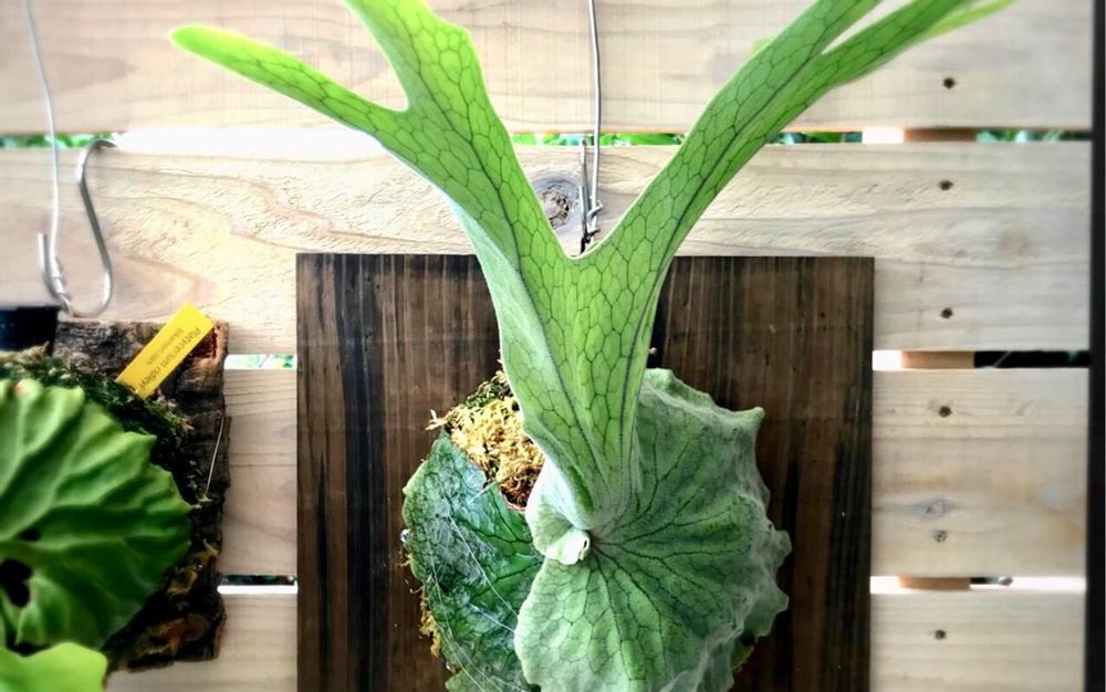 ビカクシダ・グランデ