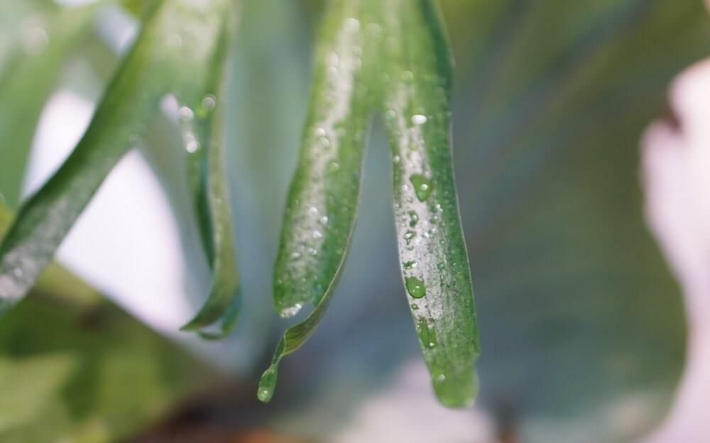 ビカクシダ・グランデ