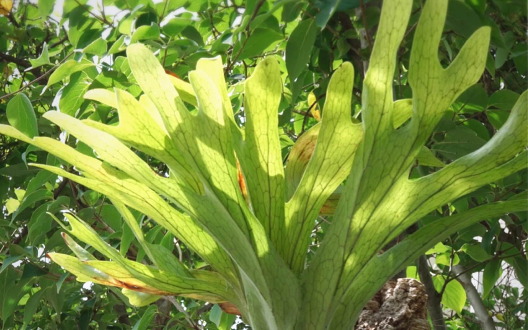 ビカクシダ グランデとは 2種類の葉をもつ観葉植物 スパーバムとの違いや見分け方とは Greensnap グリーンスナップ
