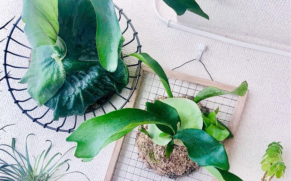 ビカクシダ・グランデ