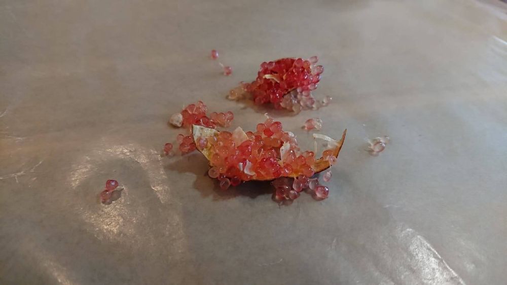 ピンクアイスフィンガーライムの画像