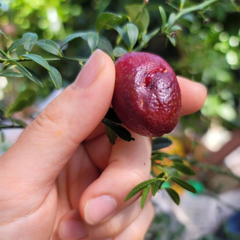 皮が赤いフィンガーライムの画像