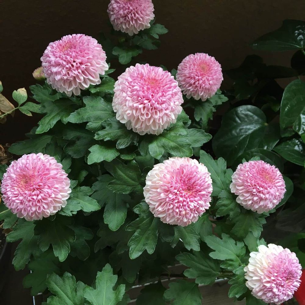 薄ピンクのポットマムの画像