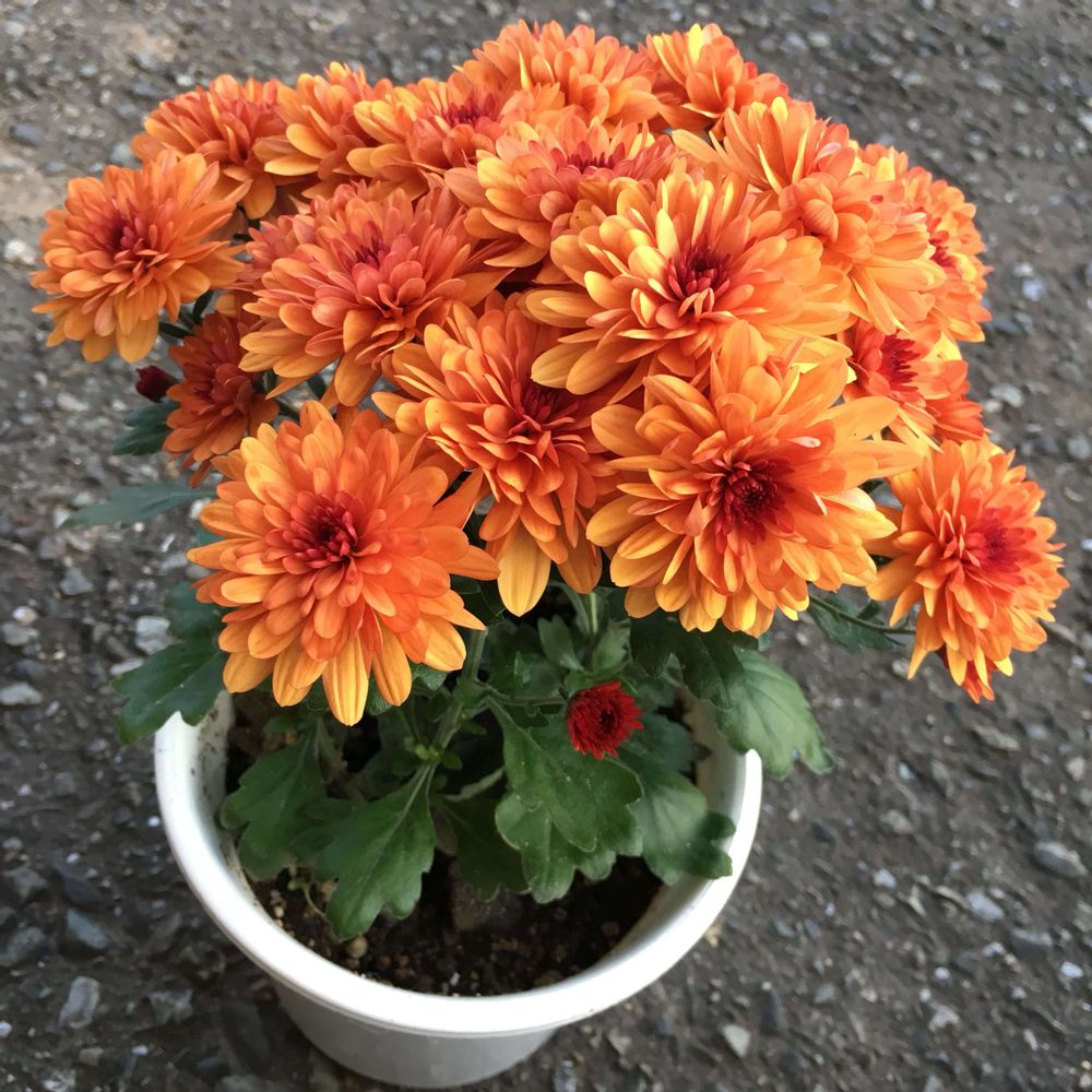 オレンジのポットマムの画像