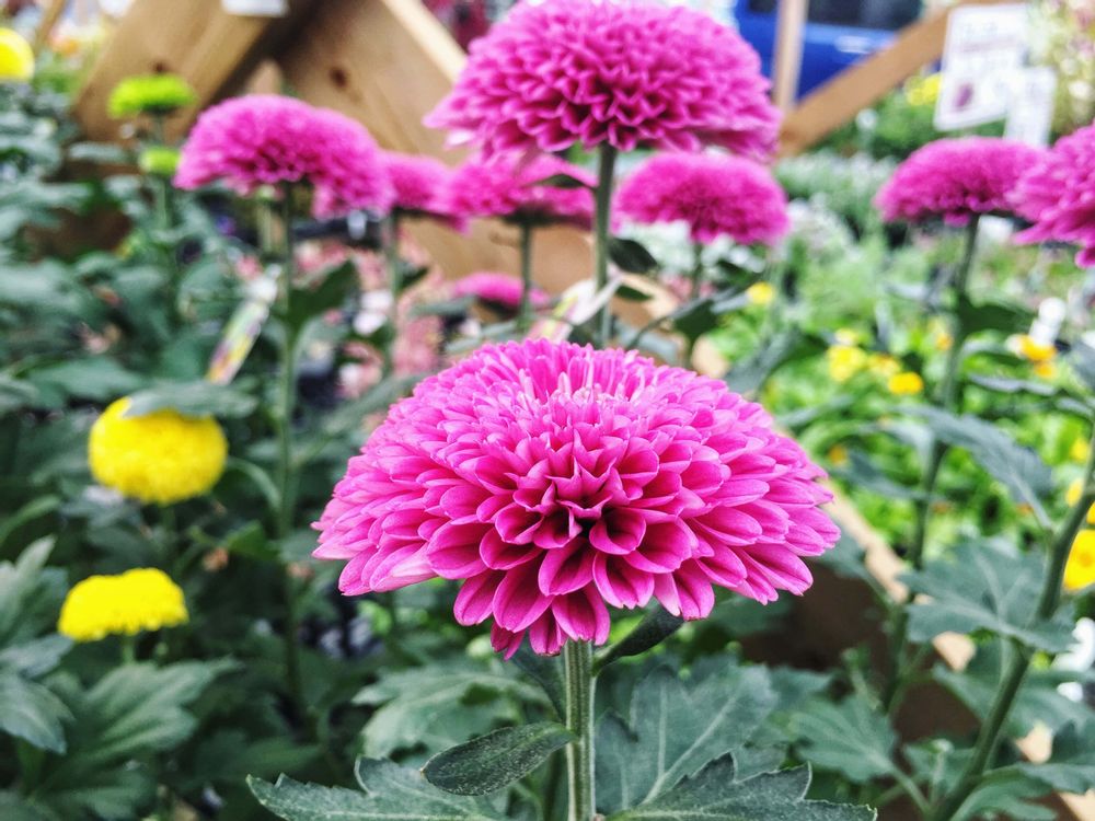 ピンクのポットマムの画像