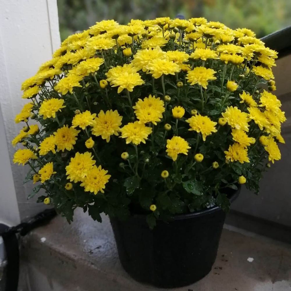 黄色のポットマムの画像