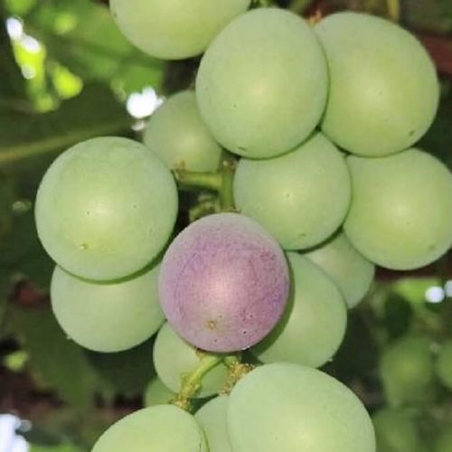 ぶどう 葡萄 の挿し木 時期や方法 失敗しないコツは Greensnap グリーンスナップ