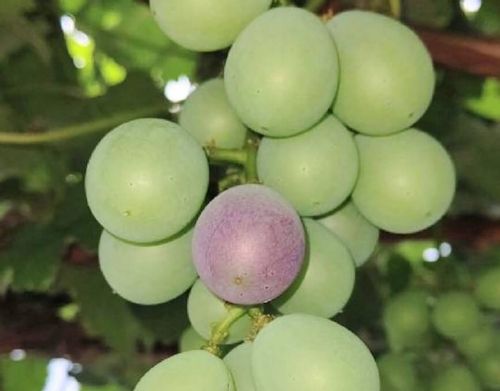 黒とう病とは ブドウがかかりやすい病気なの 予防や対策は Greensnap グリーンスナップ