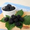 ブラックベリーの栄養｜効果・効能や旬の時期、選び方や保存方法は？の画像