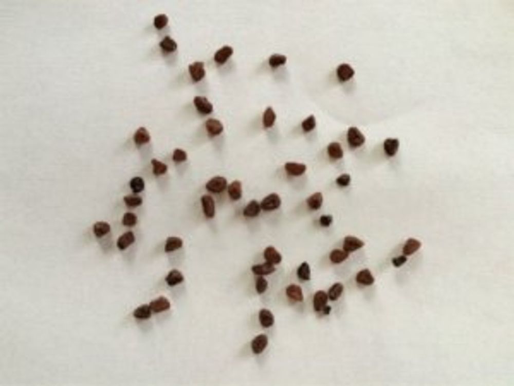 シクラメンの種