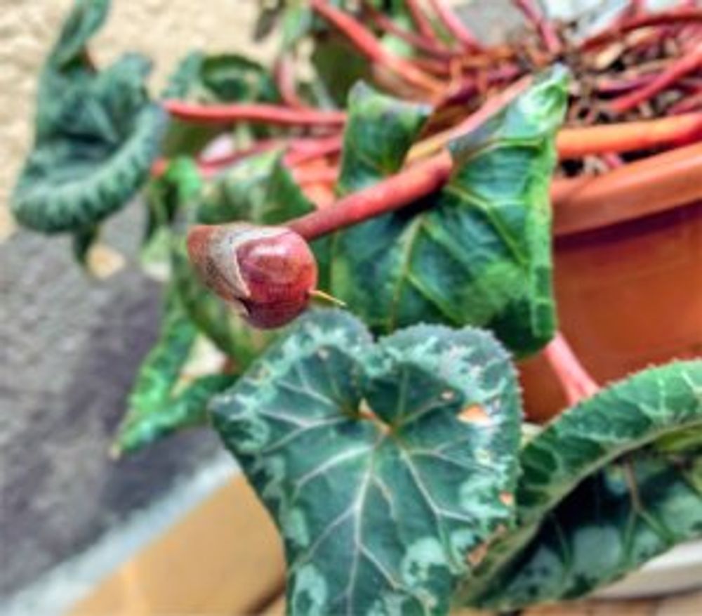 シクラメンの実