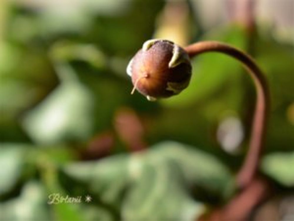 シクラメンの実