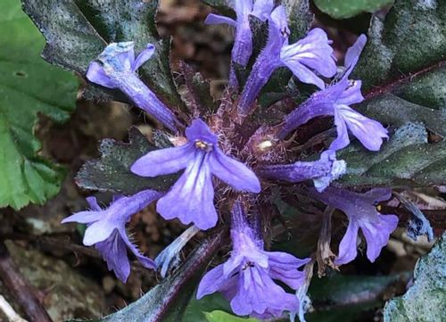 ニシキゴロモとは 似た花やキランソウとの違い 花言葉は Greensnap グリーンスナップ ニシキゴロモとは 似た花やキランソウとの違い 花言葉は Greensnap グリーンスナップ