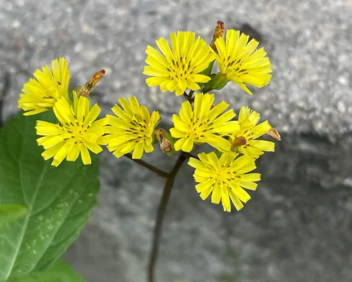 オニタビラコとは｜花言葉や似た花との見分け方、食べることができる？｜🍀GreenSnap（グリーンスナップ）