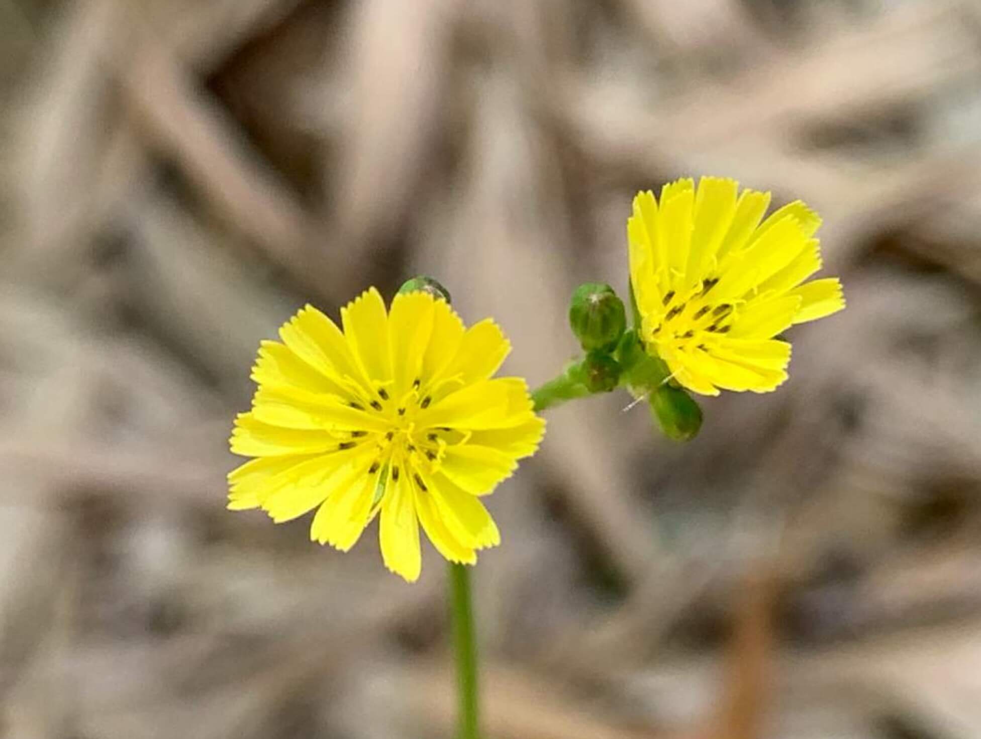 オニタビラコとは｜花言葉や似た花との見分け方、食べることができる？｜🍀GreenSnap（グリーンスナップ）