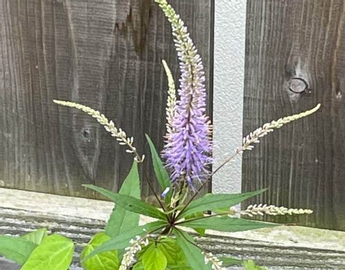 クガイソウとは 似た花や葉の特徴 花言葉や名前の由来は Greensnap グリーンスナップ クガイソウとは 似た花や葉の特徴 花言葉や名前の由来は Greensnap グリーンスナップ
