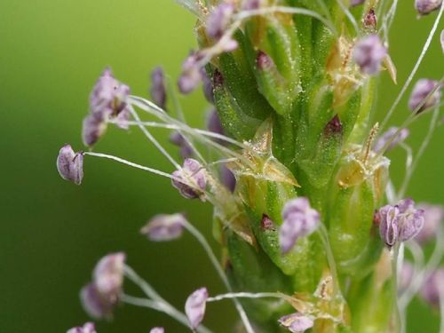 オオバコとは 花言葉や似た花との見分け方 ダイエット効果や効能は Greensnap グリーンスナップ