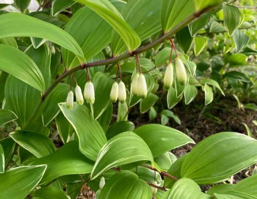 ナルコユリとは 花言葉や似た花との見分け方 毒はあるの Greensnap グリーンスナップ