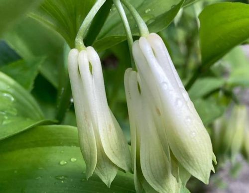 ナルコユリとは 花言葉や似た花との見分け方 毒はあるの Greensnap グリーンスナップ